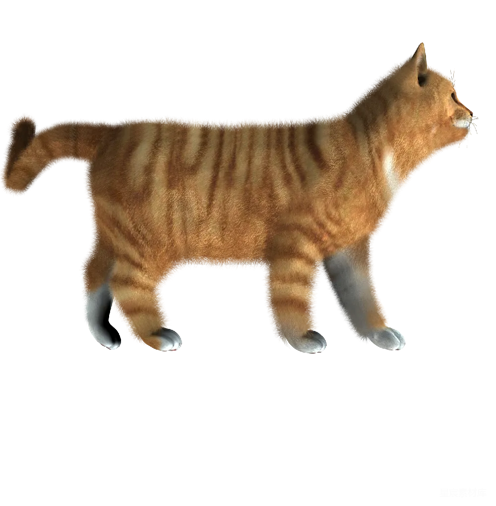 元素素材 元素 猫