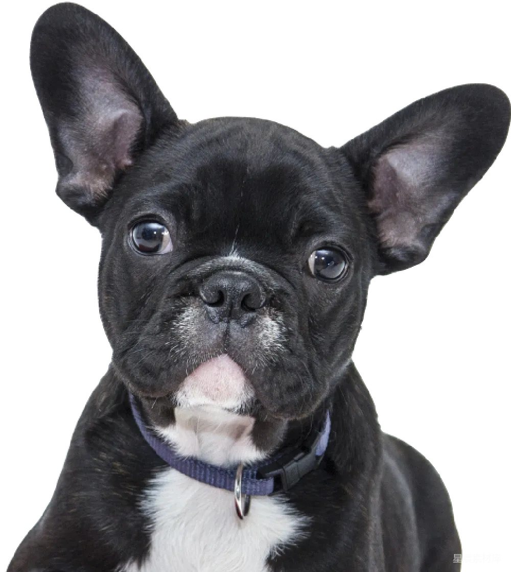 元素素材 元素 Bulldog
