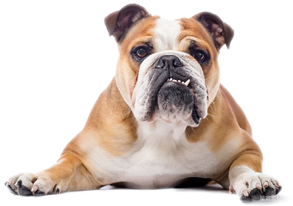 元素素材 狗 英斗犬 宠物 英斗犬的特写照