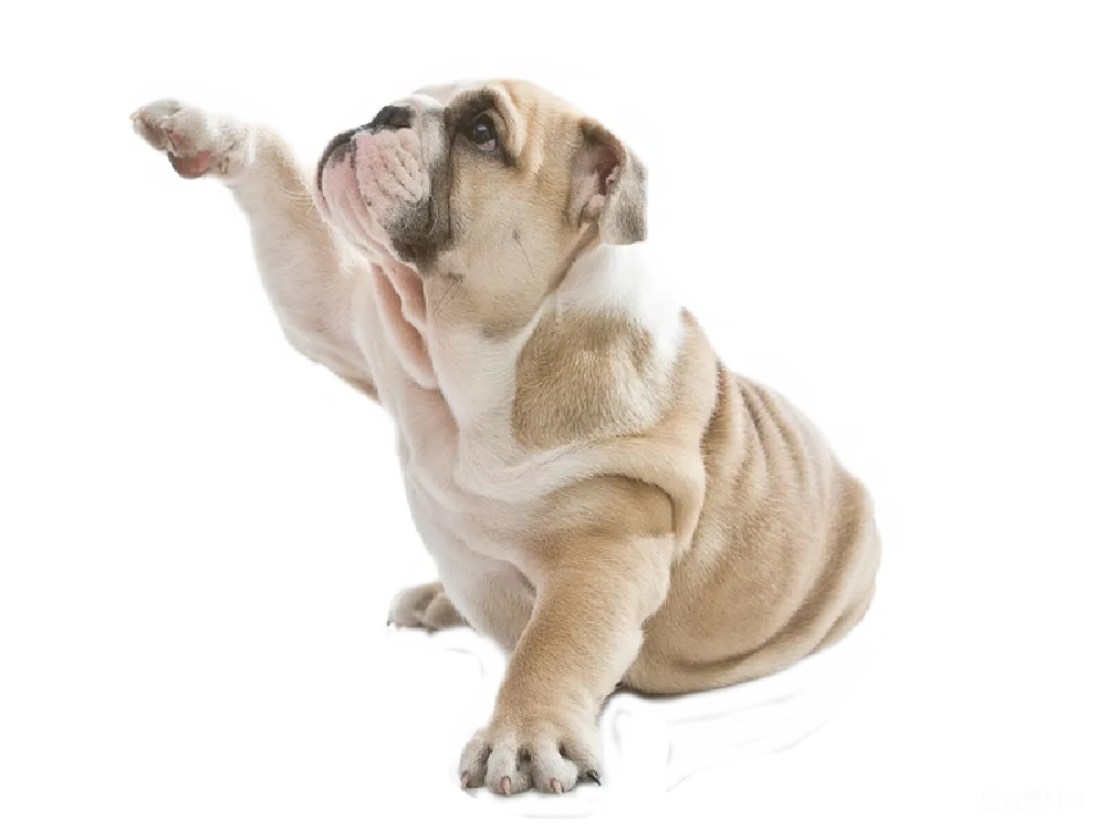 元素素材 元素 Bulldog