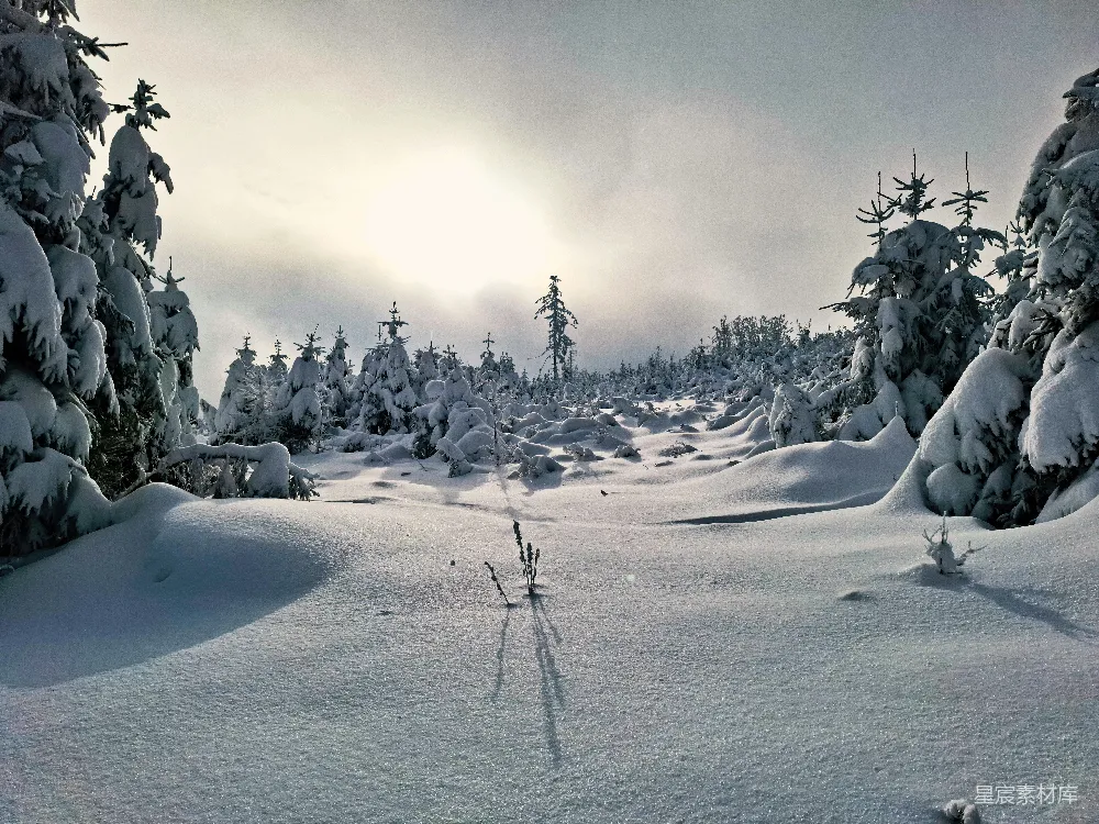 高清摄影  覆盖着白雪的带有树木的雪景