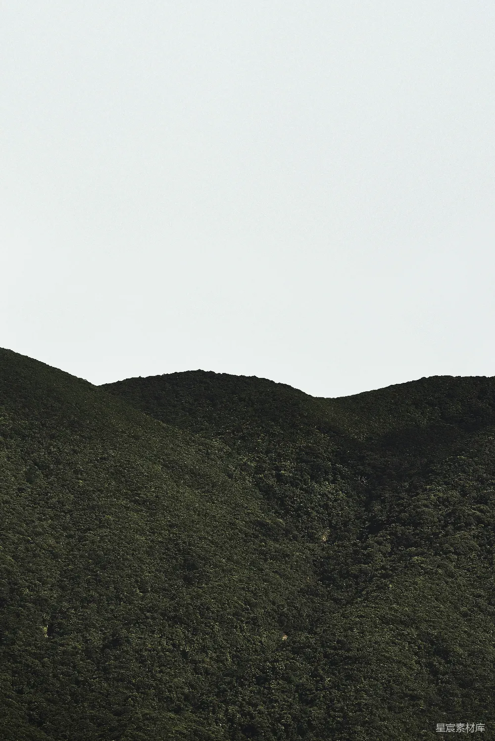 高清摄影 一只鸟飞过一片翠绿的山坡上