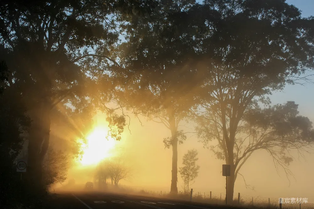 高清摄影  清晨阳光透过树梢 shining golden sunlight through trees in the morning