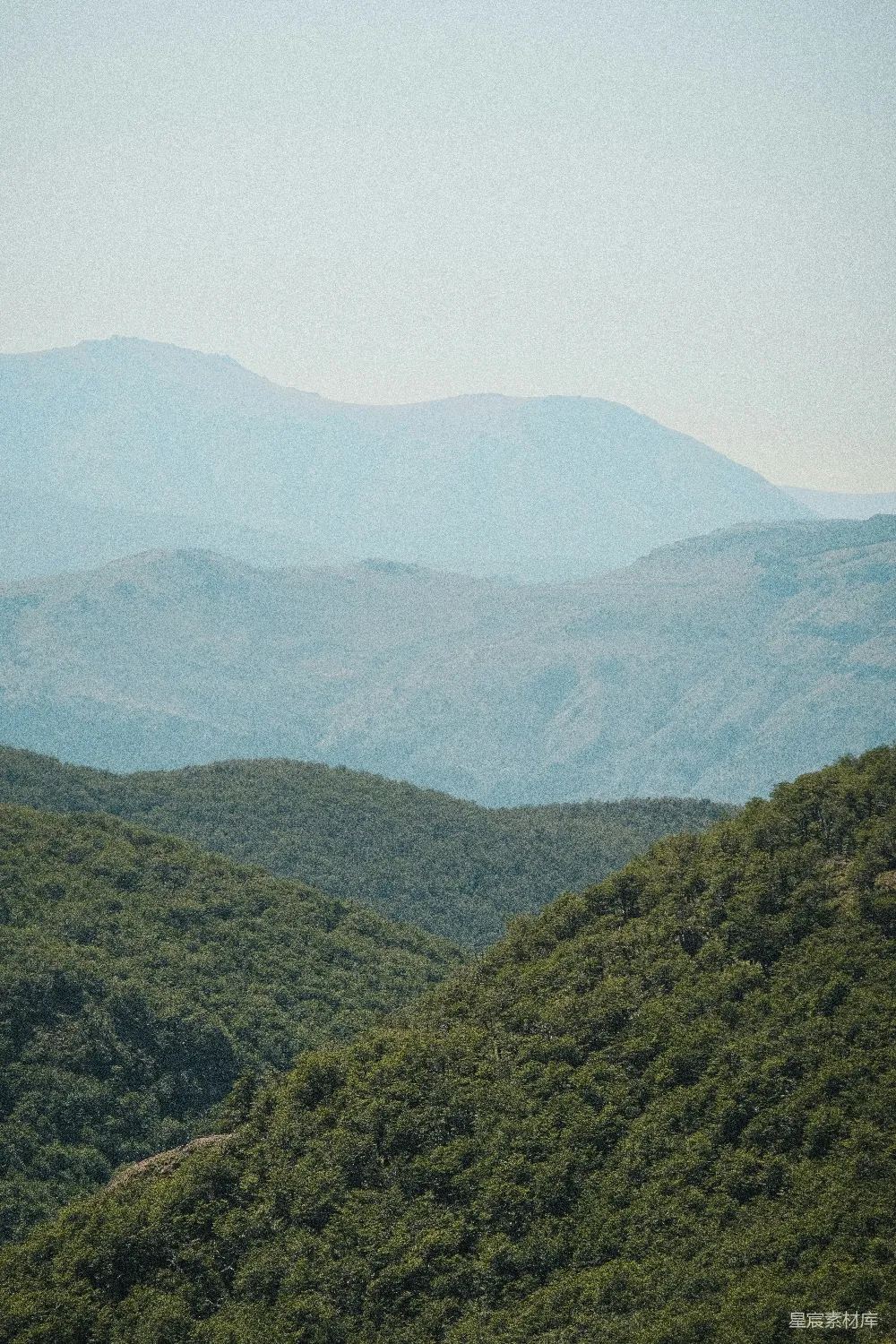 高清摄影 一群羊在郁郁葱葱的山坡上吃草
