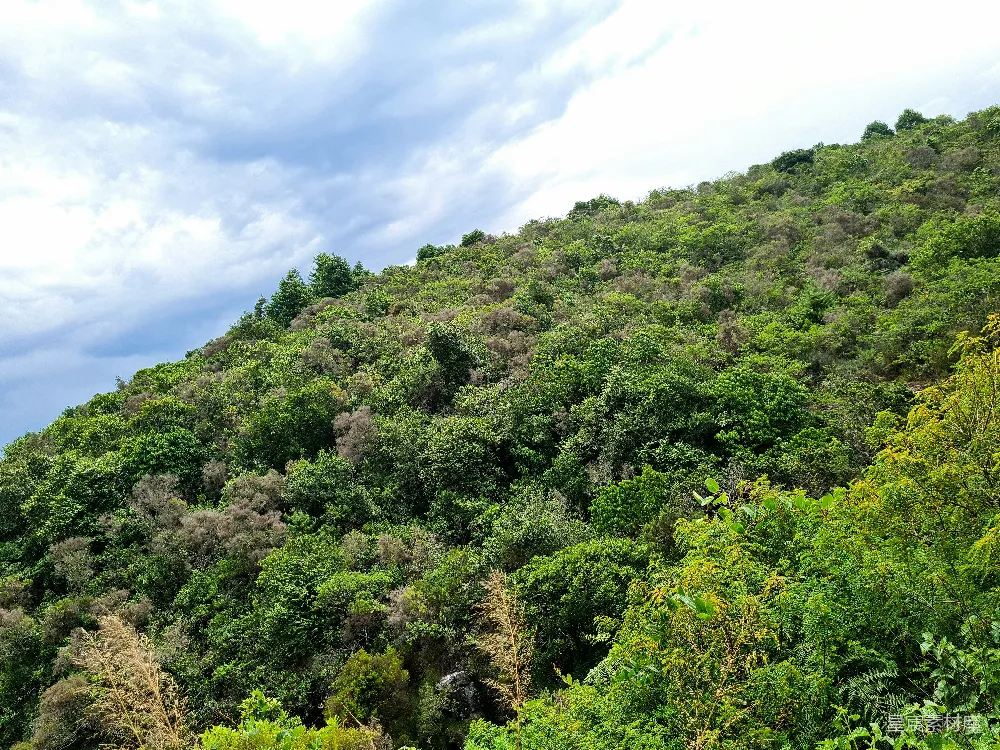 高清摄影  一片郁郁葱葱的山坡覆盖着许多树木