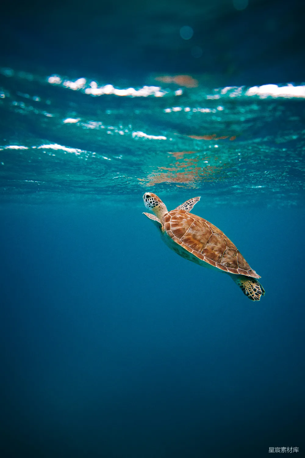 高清摄影 白天在水中的棕色 turtles