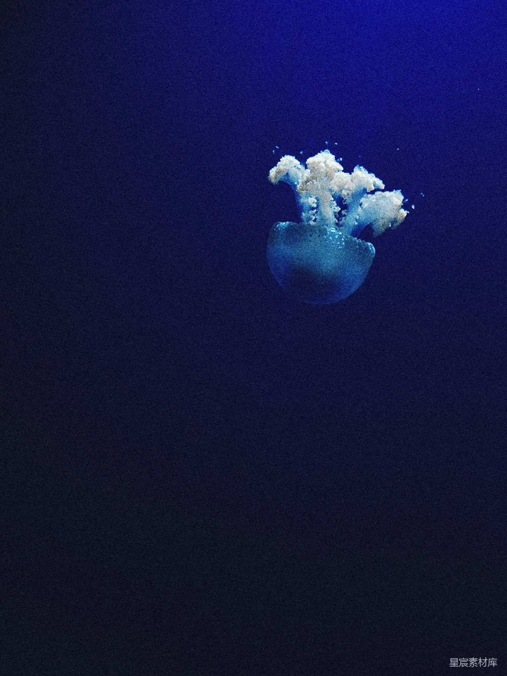 高清摄影 水下 Jellyfish 照片