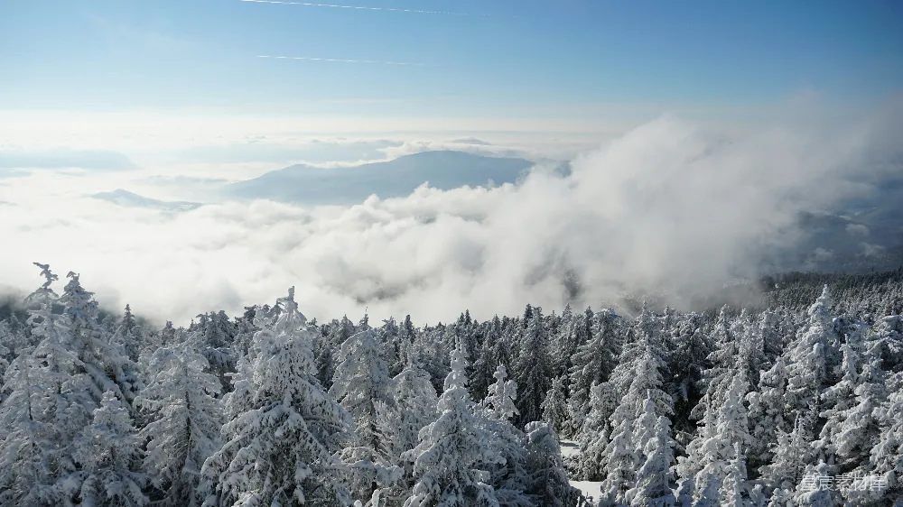 高清摄影 雪山之巅，树木覆雪的景象