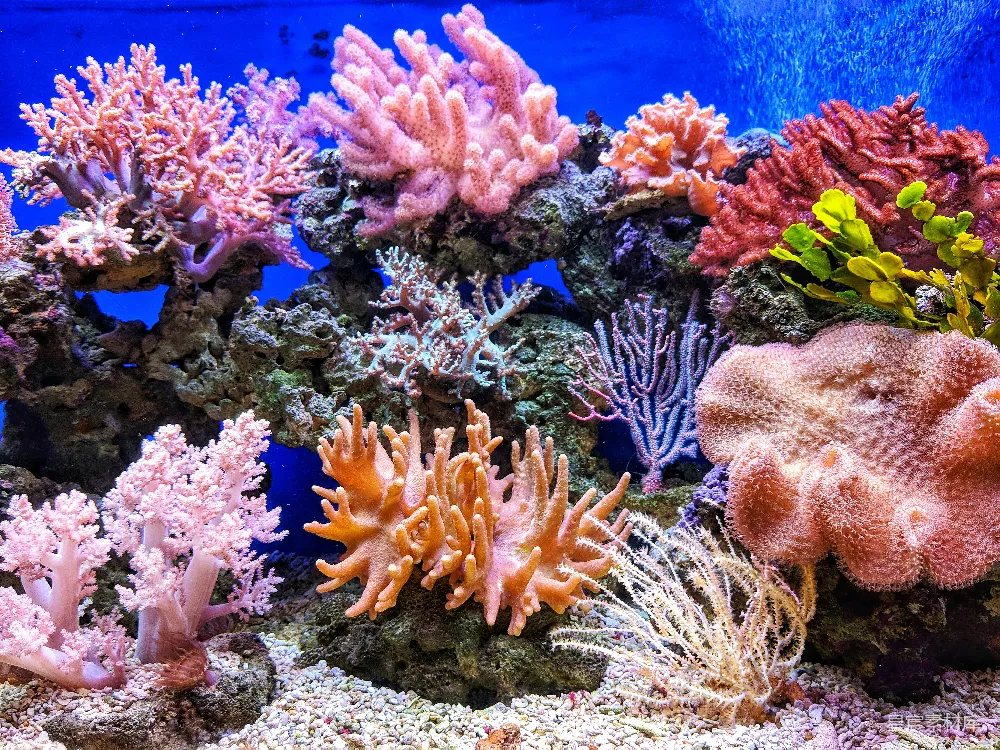 高清摄影  活珊瑚