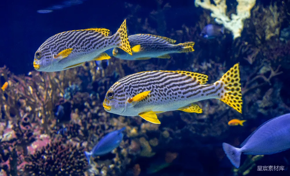 高清摄影 水族馆里一群游动的鱼