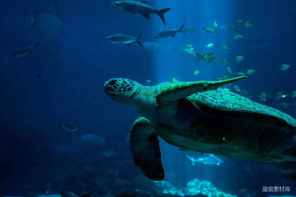 高清摄影  水下 turtles 和 fishes