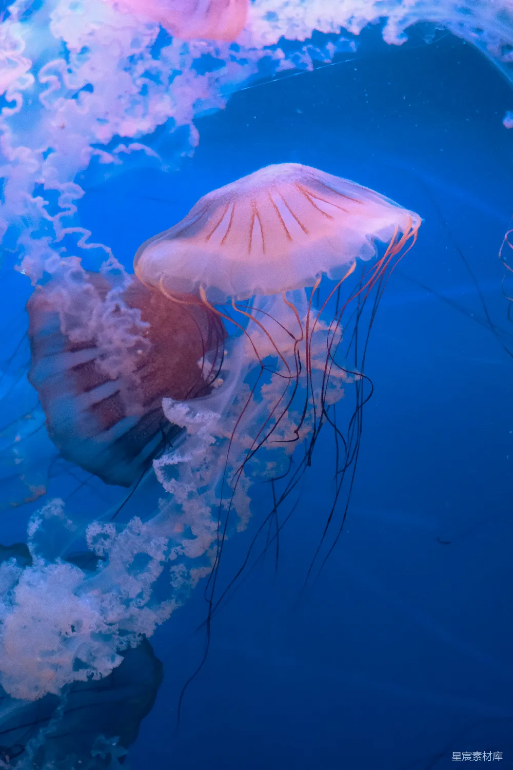 高清摄影 美丽的水母在深蓝色的水中游动。