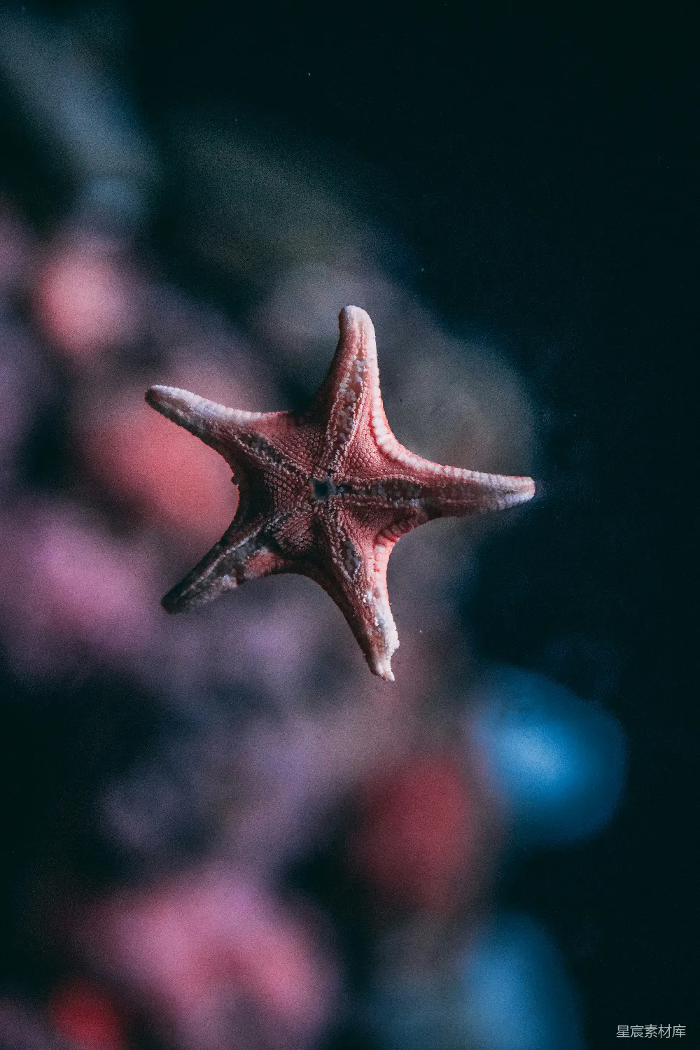 高清摄影 浅焦点拍摄的粉星fish