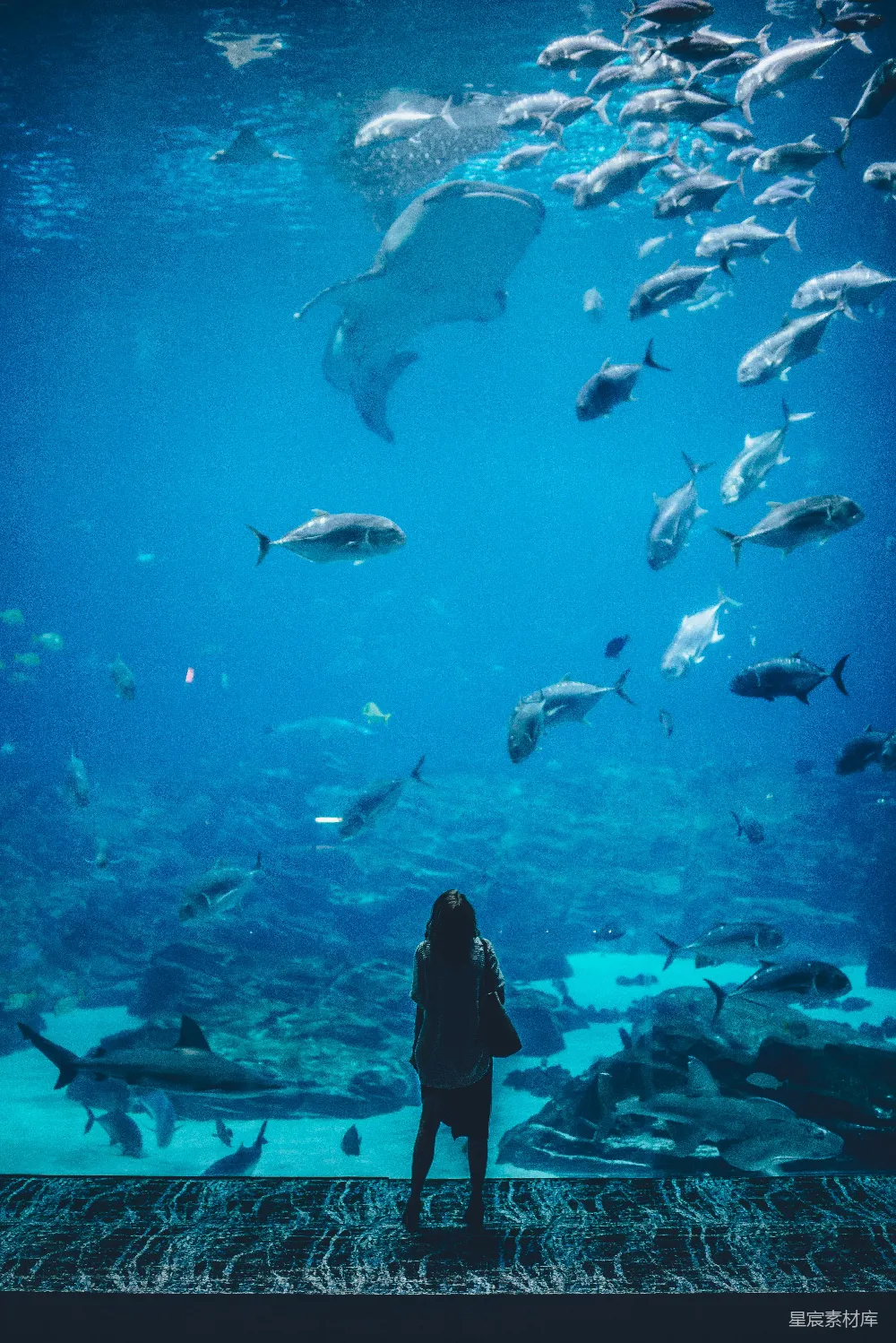 高清摄影  女人站在水族馆前，一条鱼群在她面前游动。