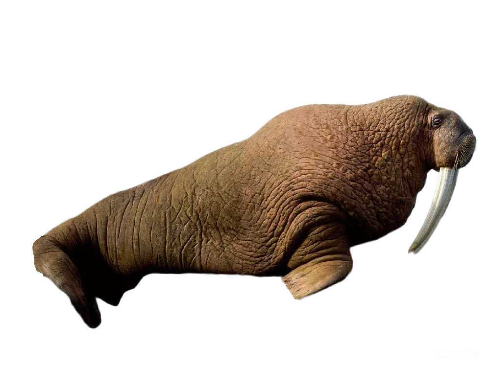 元素素材 元素 Walrus象牙