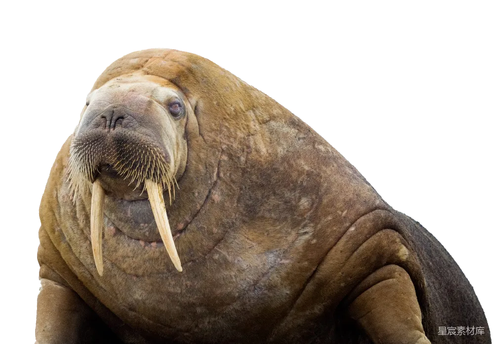 元素素材 元素 Walrus象鼻鱼