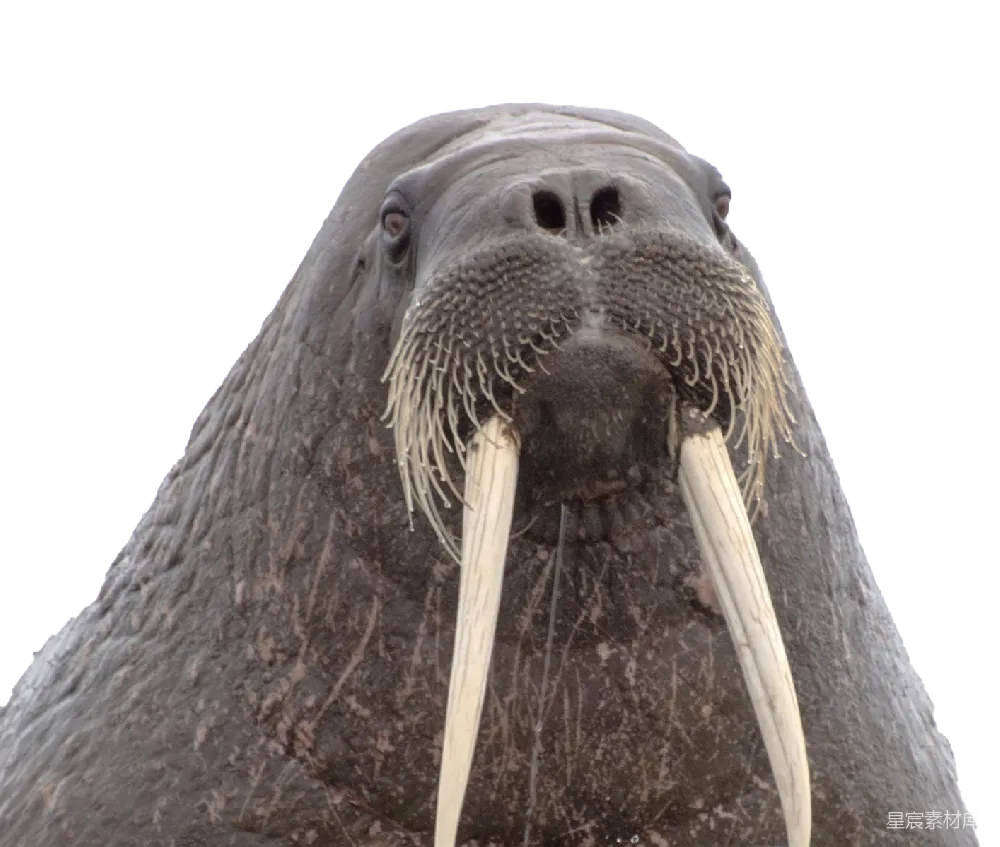 元素素材 元素 Walrus象鼻鱼