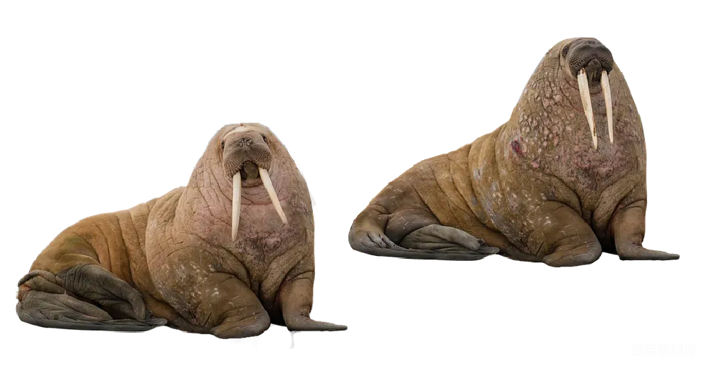 元素素材 Walrus