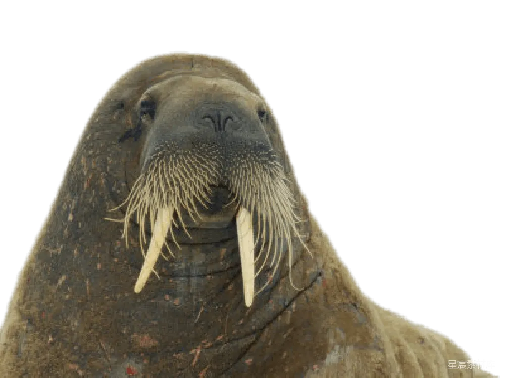 元素素材 元素 Walrus象鼻鱼
