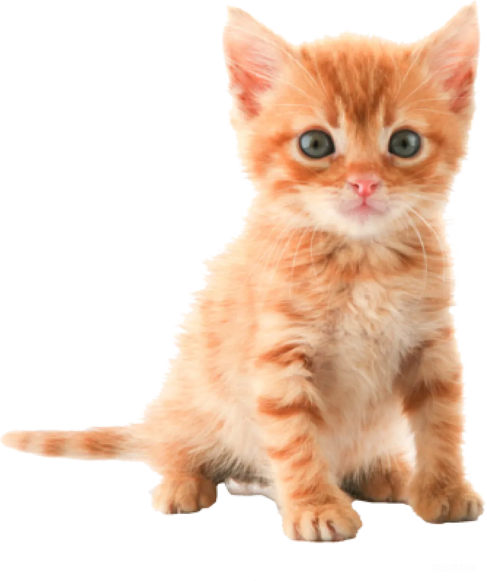 元素素材 猫