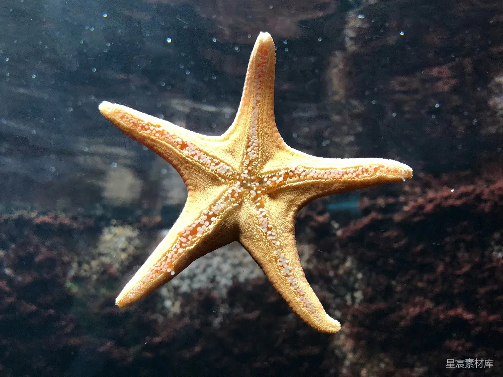 高清摄影  棕色海胆鱼