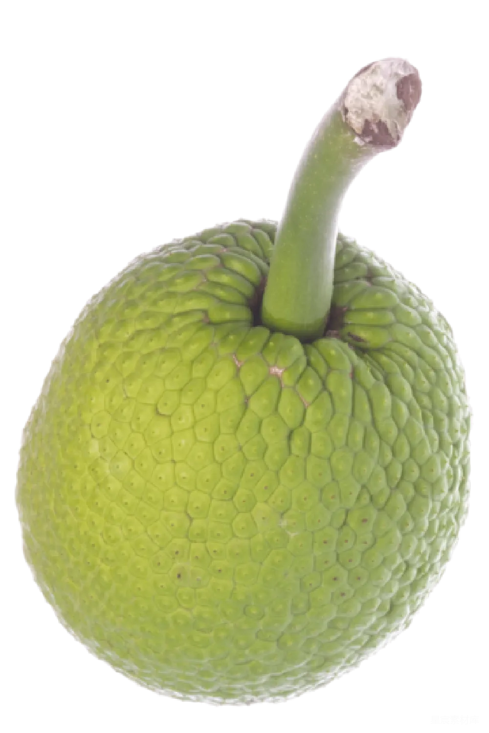 元素素材 jackfruit
