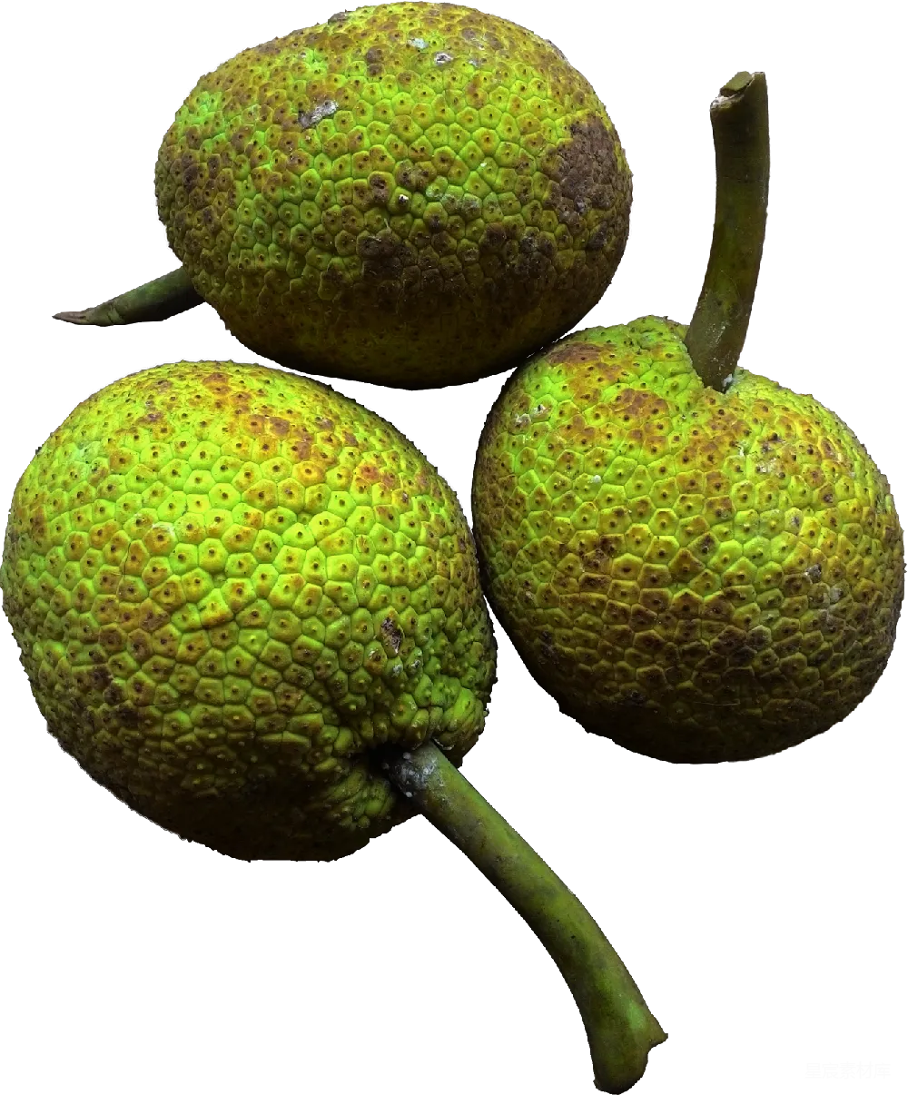 元素素材 jackfruit