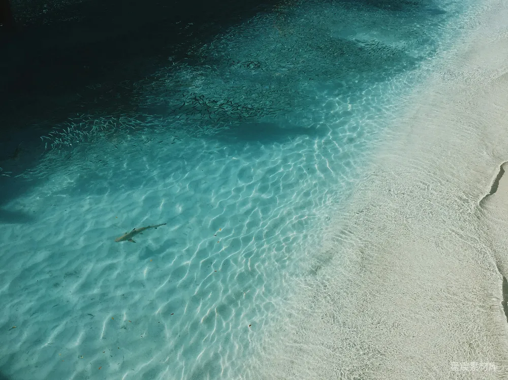 高清摄影  高角度拍摄的海景中有鲨鱼