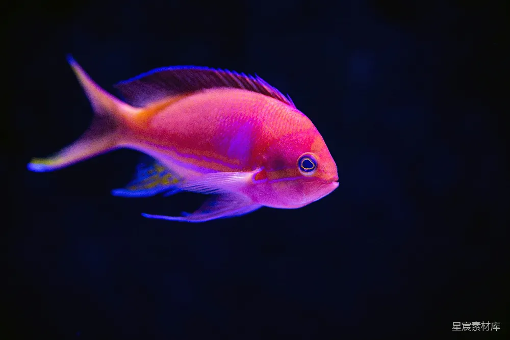 高清摄影  红鱼的特写镜头