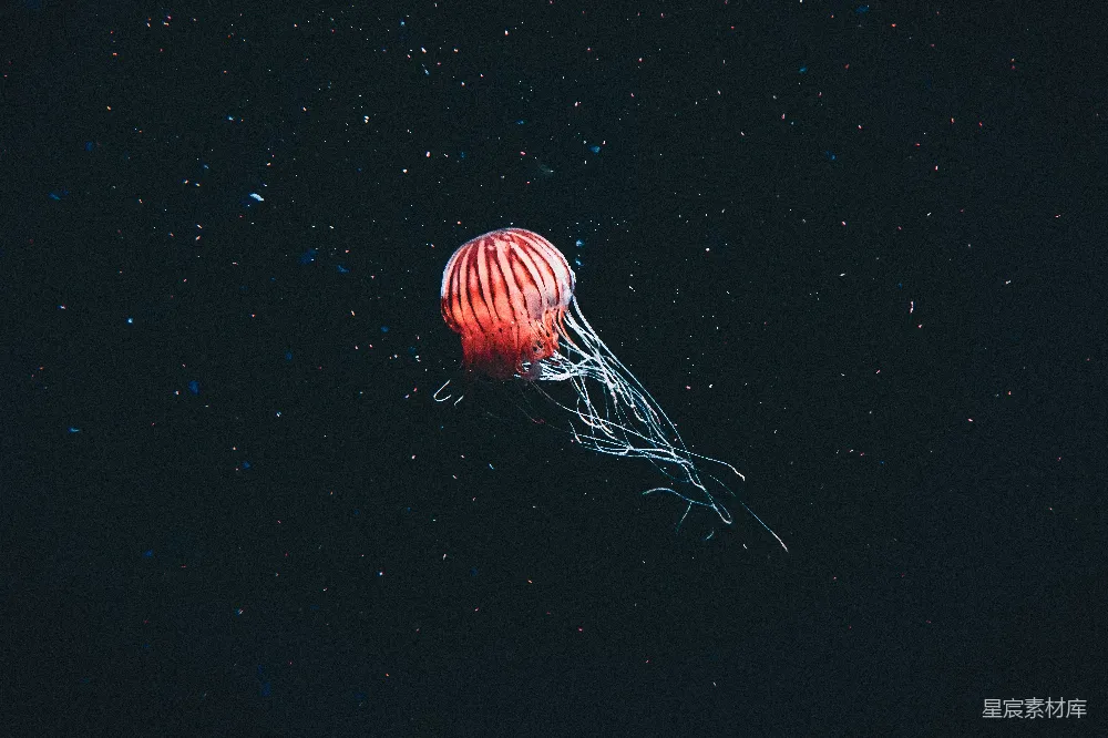 高清摄影 夜空中漂浮的一只水母