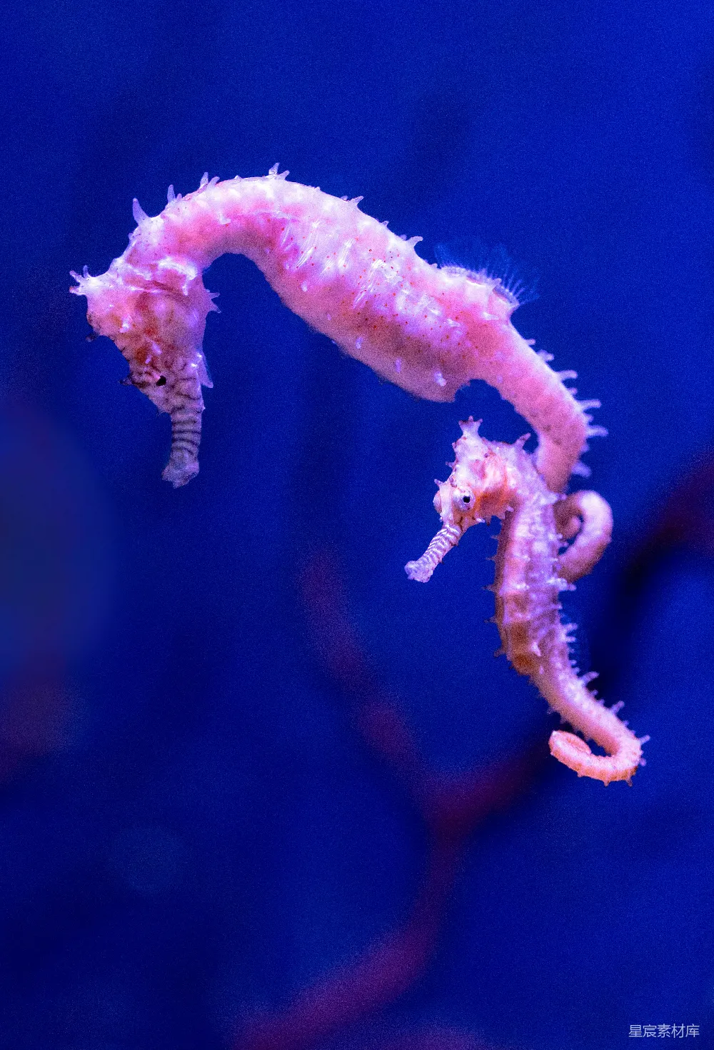高清摄影  粉白海 Creatures