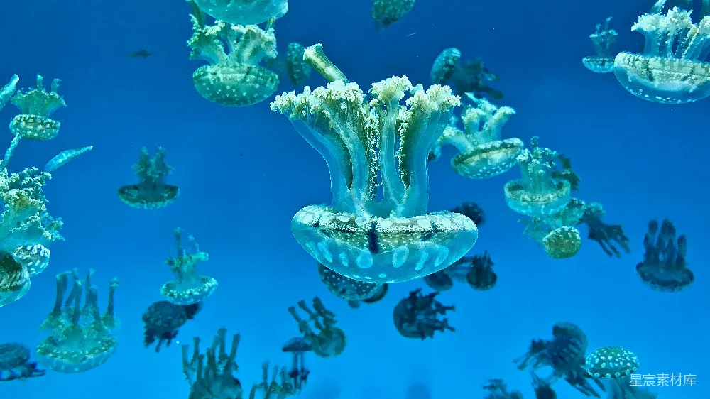 高清摄影  水下拍摄的 Jellyfish 照片