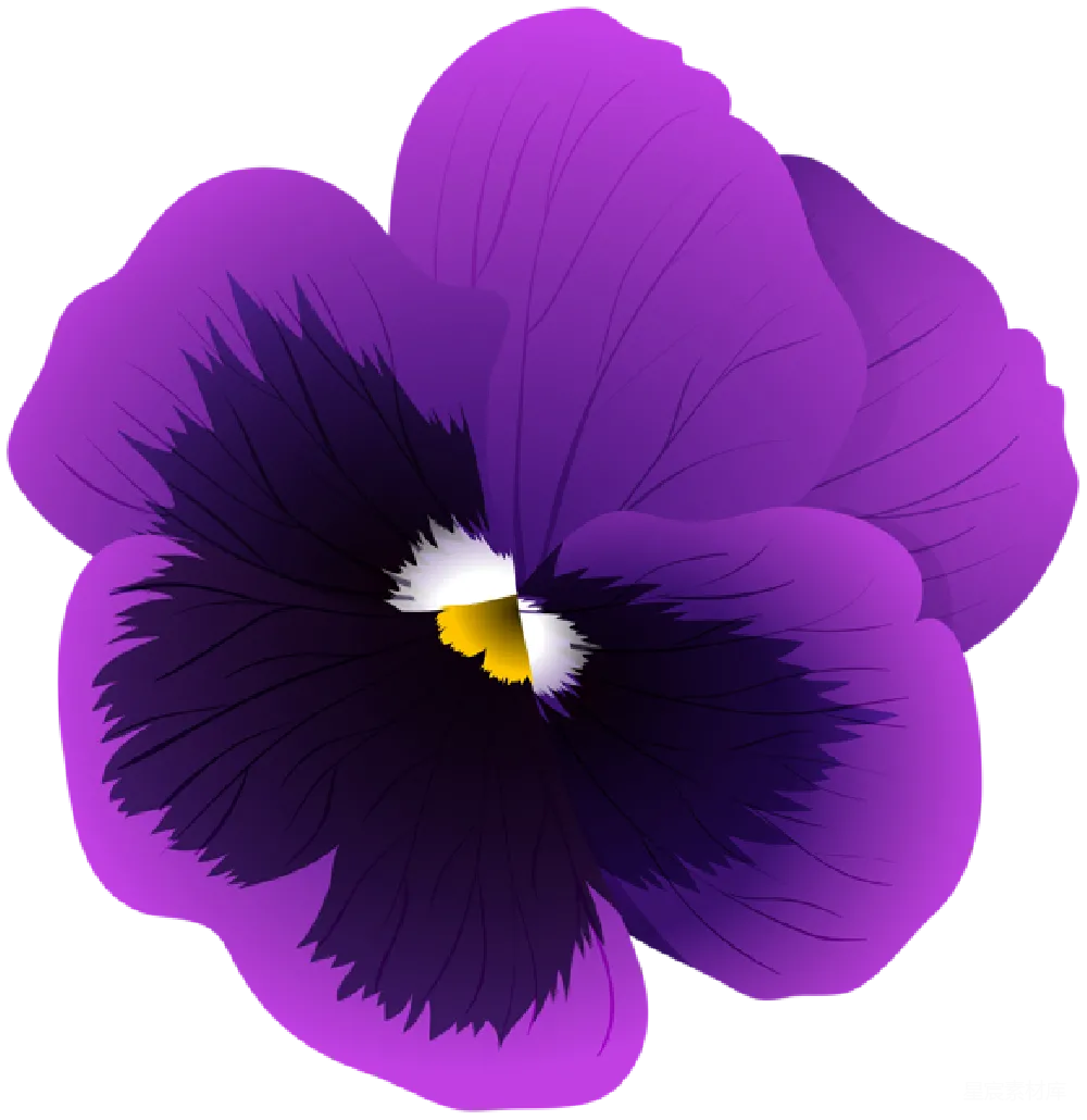 元素素材 花卉 插画 装饰 紫色矢车菊