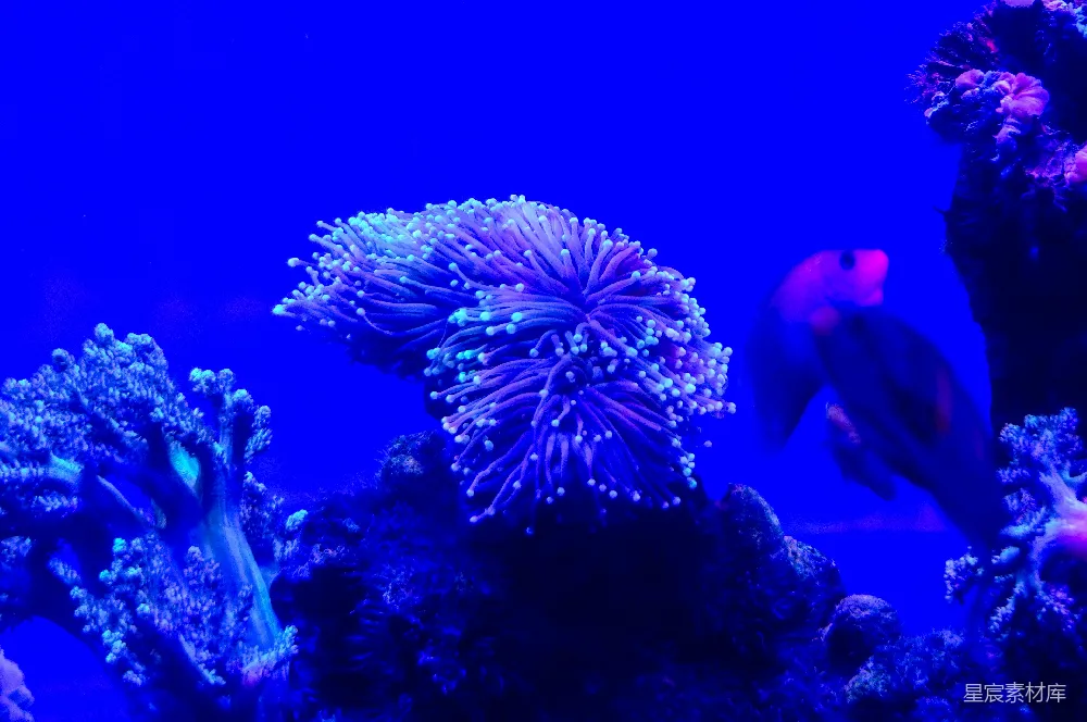 高清摄影 充满各种不同类型的鱼的水族馆