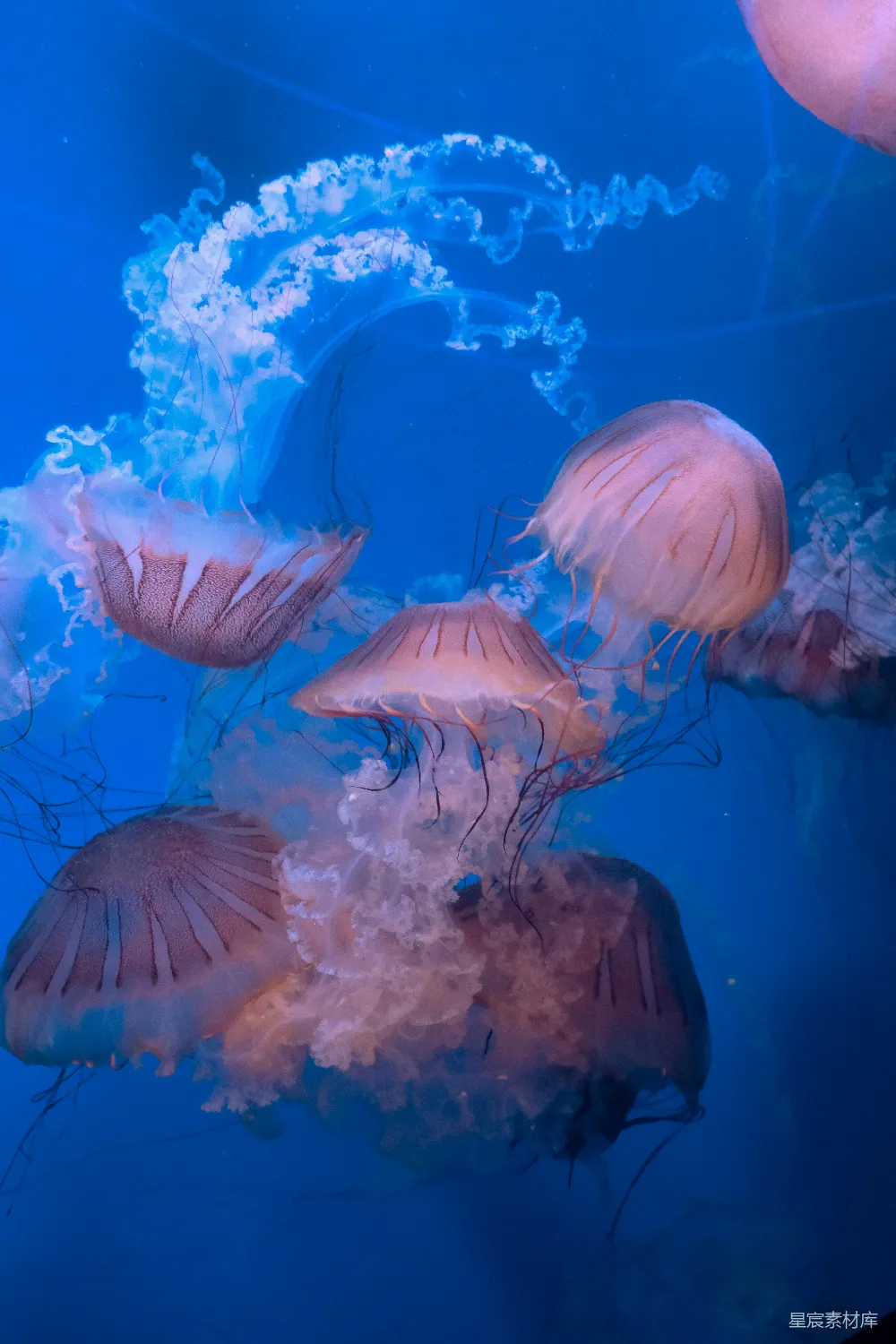 高清摄影 海星在蓝色的水中游泳。