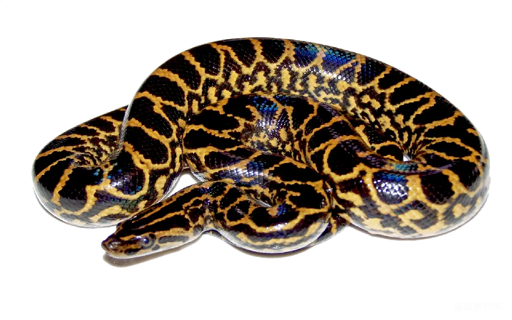 元素素材 蟒蛇 自然 生物 彩色蟒蛇