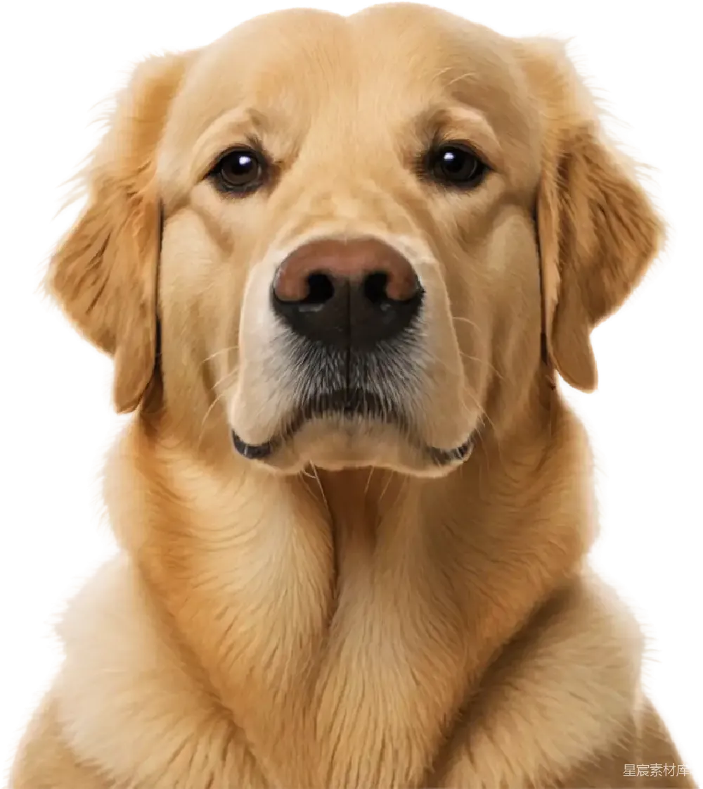 元素素材 PNG
