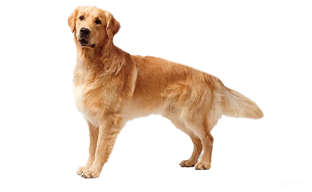 元素素材 宠物 动物 摄影 金毛寻回犬