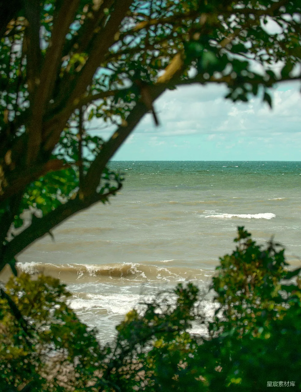 高清摄影  海滩边的一棵树