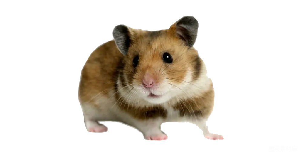 元素素材 元素 仓鼠