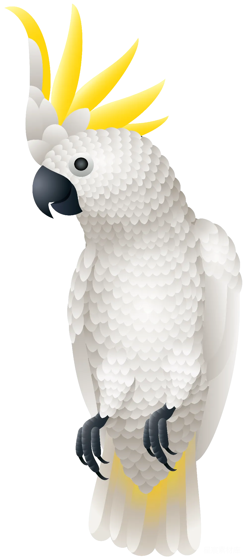 元素素材 金刚鹦鹉