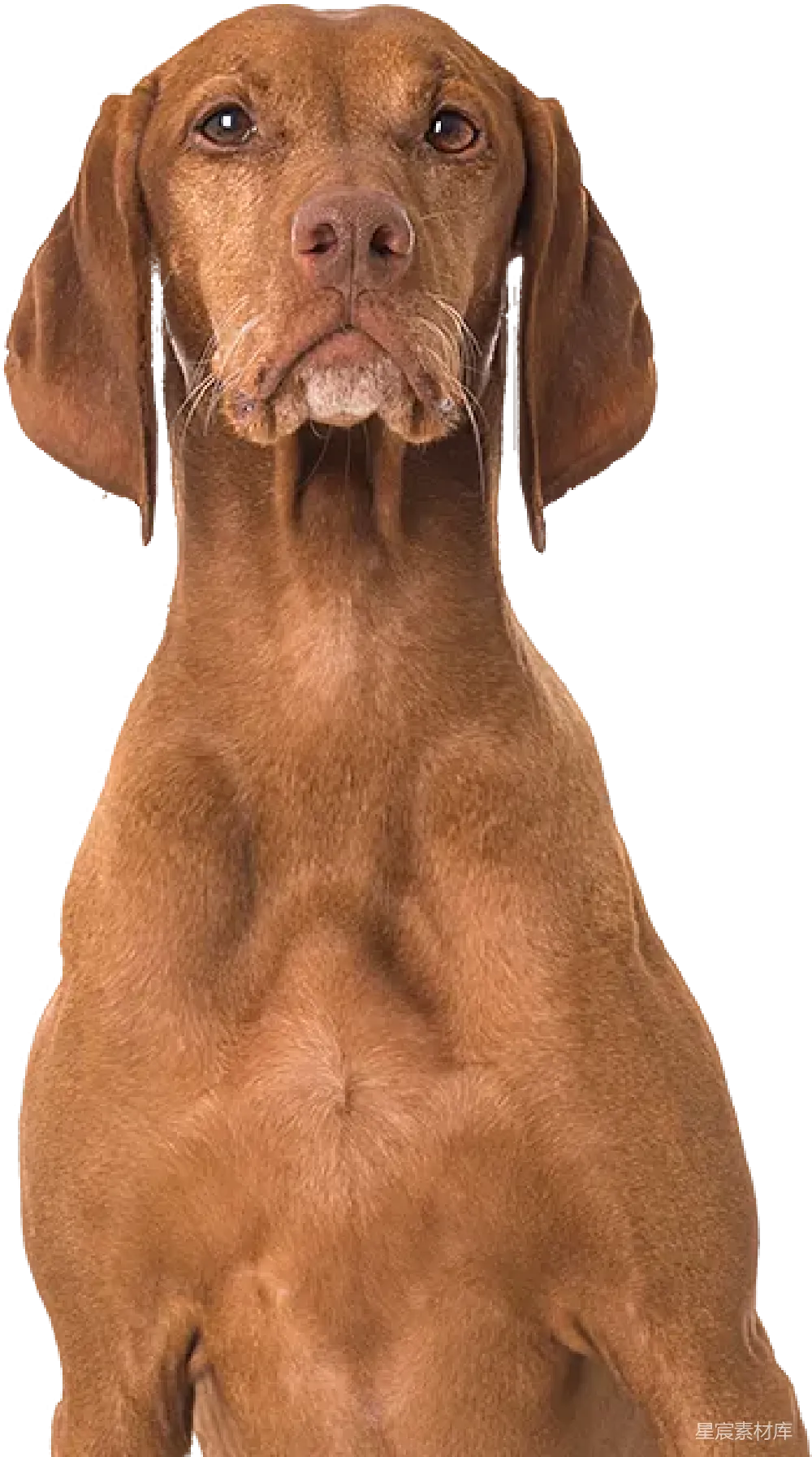 元素素材 PNG