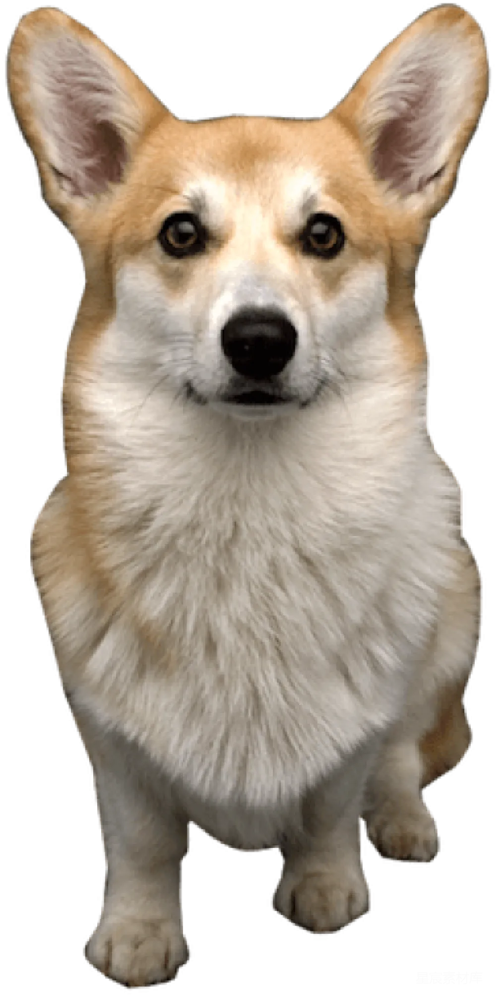 元素素材 宠物 动物 柯基 可爱的柯基犬