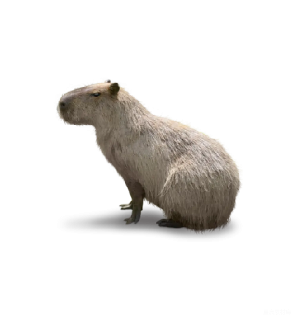 元素素材 PNG