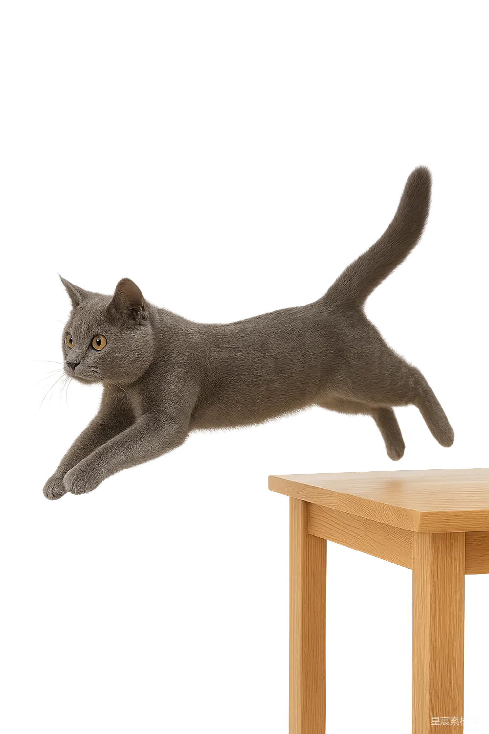 元素素材 动物 插画 室内 跳跃中的灰色猫咪