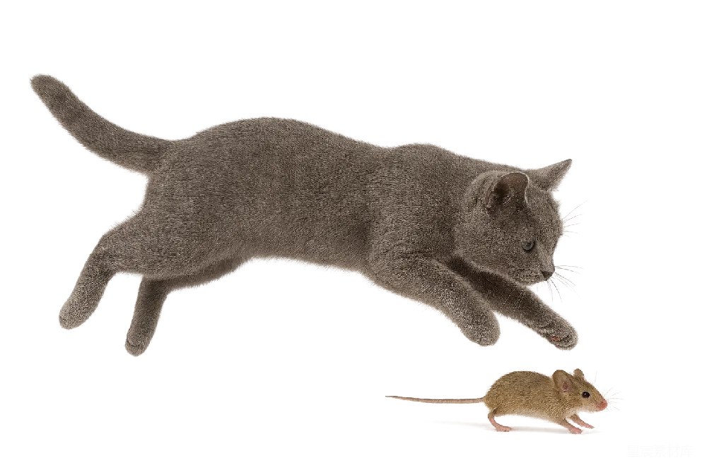 元素素材 动物 动作 追逐 猫追老鼠的动态场景