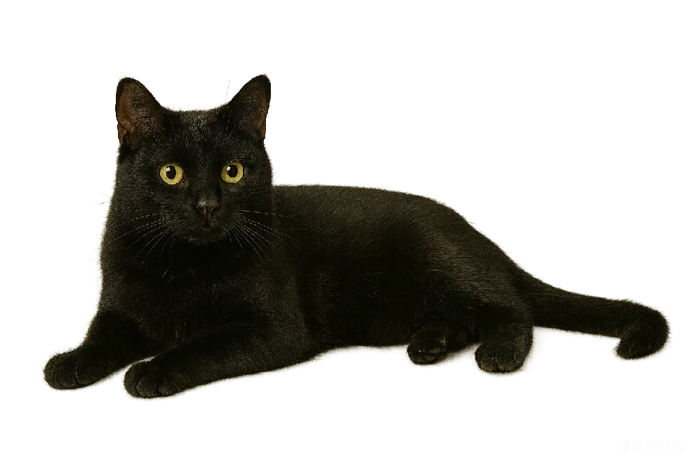 元素素材 宠物 静态摄影 室内 黑猫的静谧时光