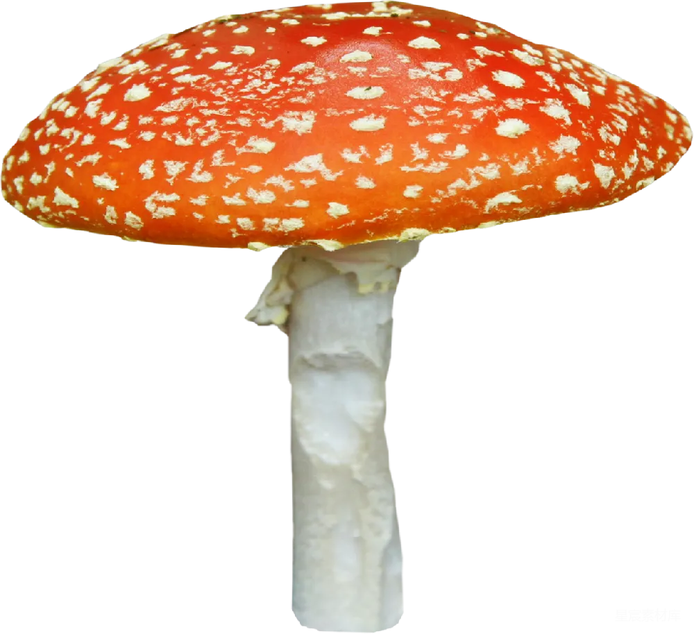 元素素材 毒伞菌