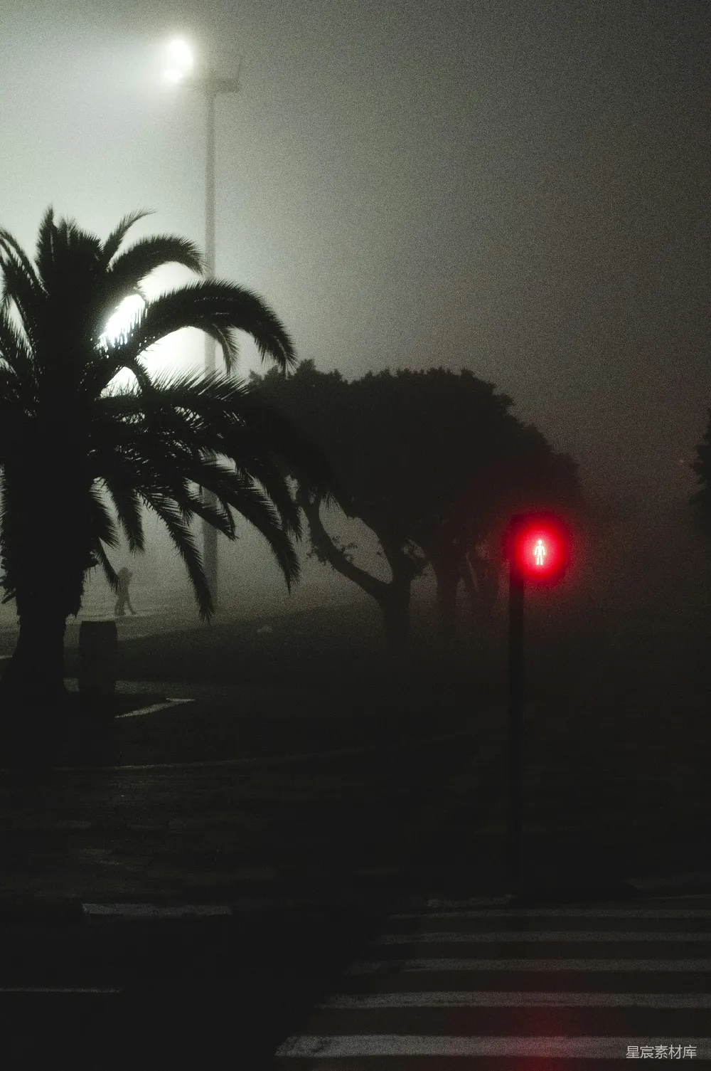 高清摄影  夜间树木和人行道
