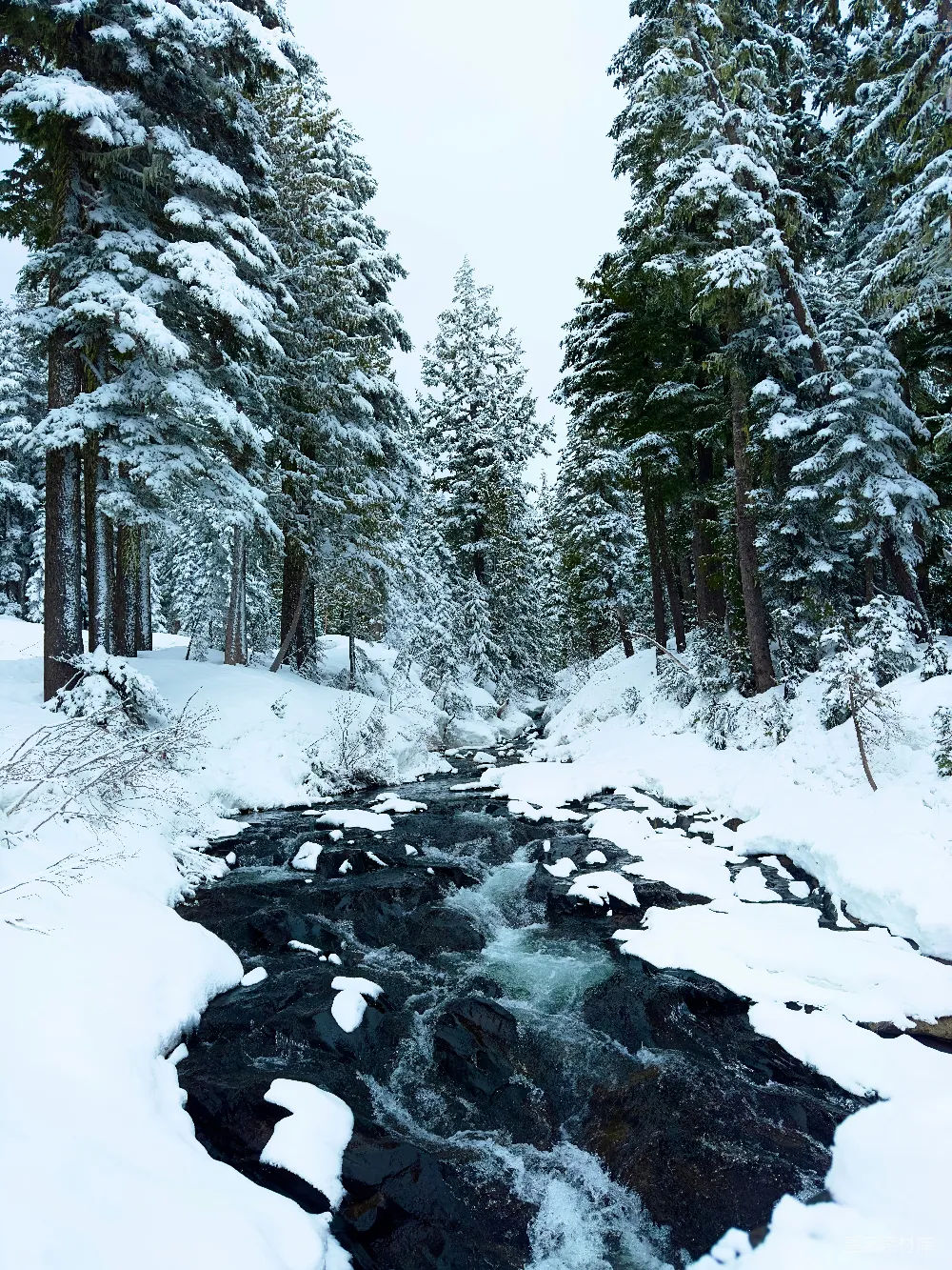 高清摄影 一条流经雪覆盖森林的溪流